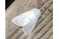 Diaphora mendica