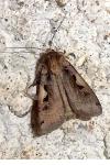 Xestia c-nigrum