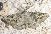 Cleorodes lichenaria