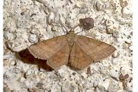 Scopula rubiginata