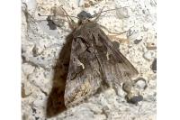 Autographa gamma