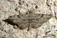 Peribatodes rhomboidaria rhomboidaria