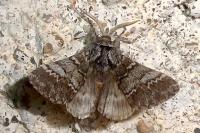 Drymonia ruficornis