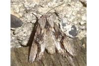 Egira conspicillaris