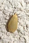 Wittia sororcula