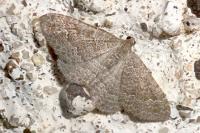 Cataclysme riguata