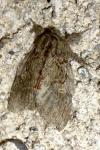 Peridea anceps