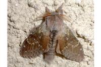 Stauropus fagi