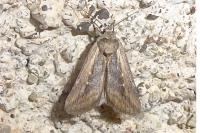 Epimecia ustula