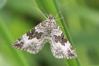 Epirrhoe alternata