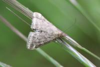 Pyrausta despicata