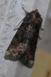 Oligia