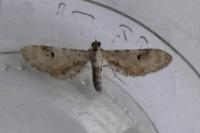 Eupithecia centaureata