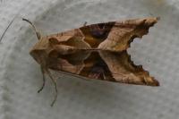 Phlogophora meticulosa