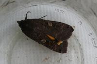 Noctua pronuba