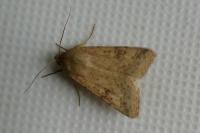 Helicoverpa armigera