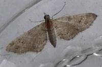 Eupithecia