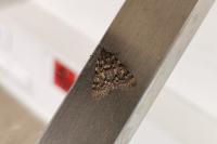 Aglossa pinguinalis