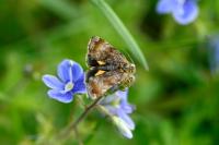 Panemeria tenebrata