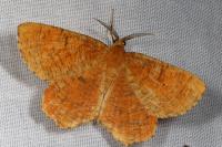 Angerona prunaria