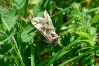 Autographa gamma