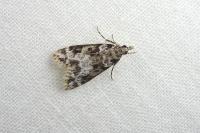 Eudonia delunella