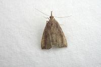 Hypena rostralis