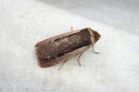 Ochropleura leucogaster