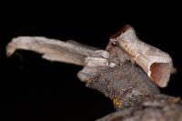 Clostera curtula