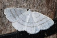 Cabera pusaria