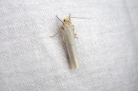 Eilema caniola