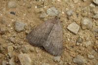 Nodaria nodosalis
