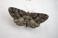 Peribatodes ilicaria ilicaria
