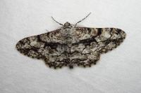Peribatodes umbraria umbraria