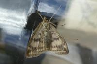 Sitochroa verticalis
