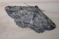 Peribatodes rhomboidaria rhomboidaria