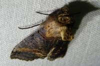 Abrostola triplasia