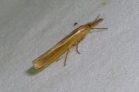 Agriphila tristella