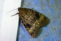 Amphipyra pyramidea