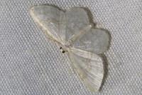 Asthena albulata