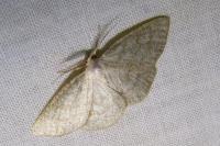 Cabera exanthemata