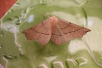 Gerinia honoraria