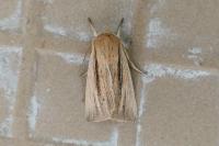 Mythimna straminea