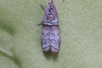 Acrobasis obliqua