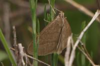 Evergestis mundalis