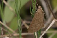 Evergestis mundalis