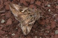 Autographa gamma