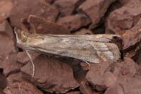 Ancylosis cinnamomella