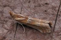 Ancylosis cinnamomella