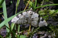 Colostygia pectinataria